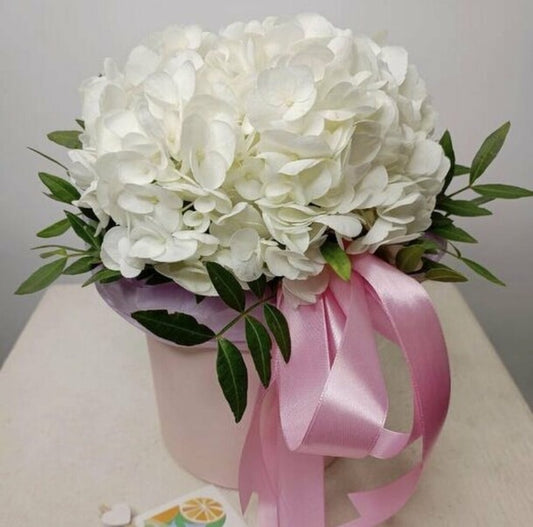 Hydrangea in the "Cherbourg Melody" box