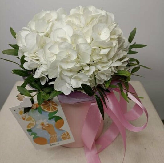 Hydrangea in the "Cherbourg Melody" box