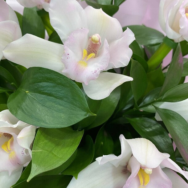 A box of white orchids