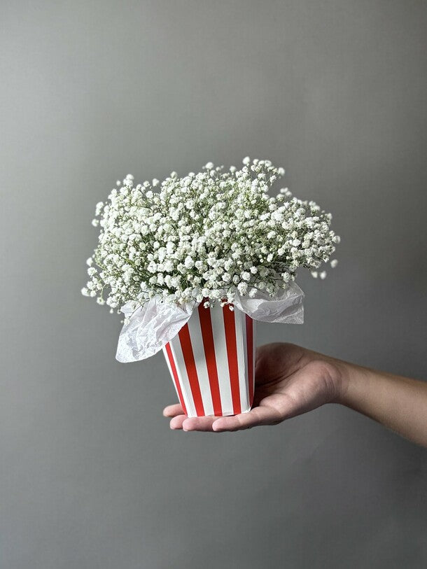 Composition with gypsophila