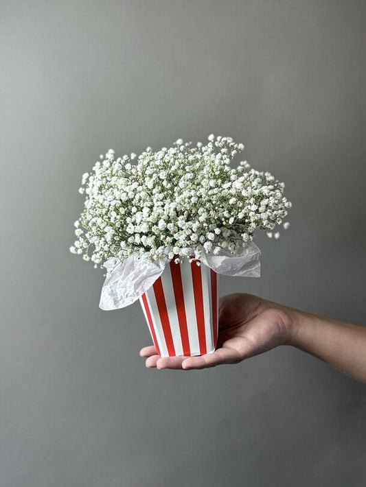 Composition with gypsophila
