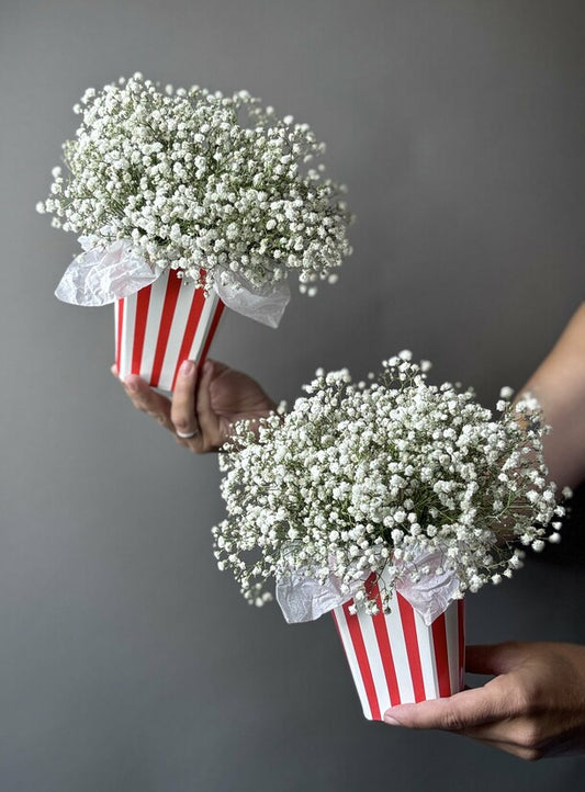 Composition with gypsophila