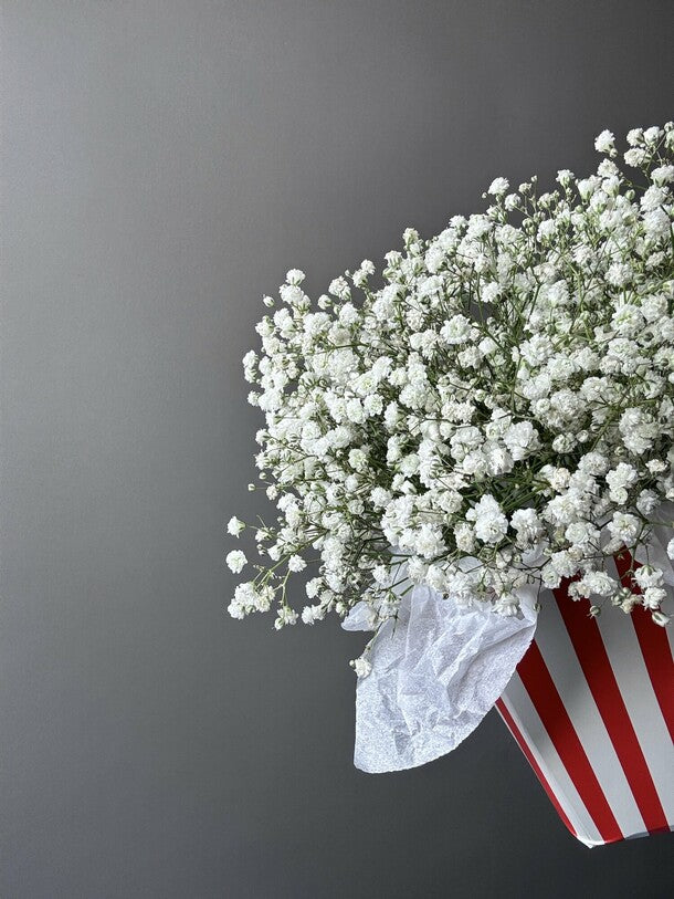 Composition with gypsophila