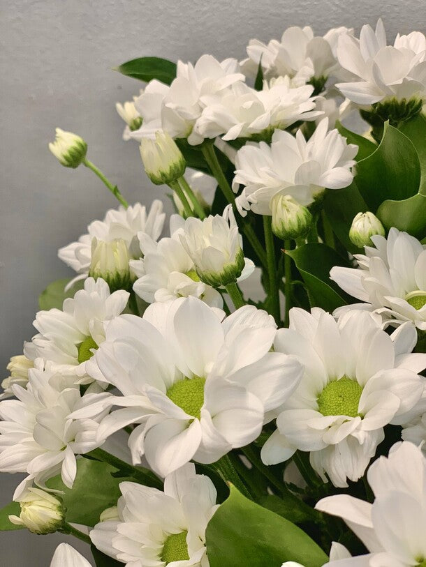 Chrysanthemum daisies in a box