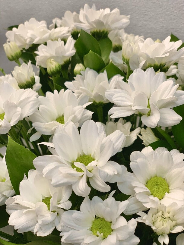 Chrysanthemum daisies in a box